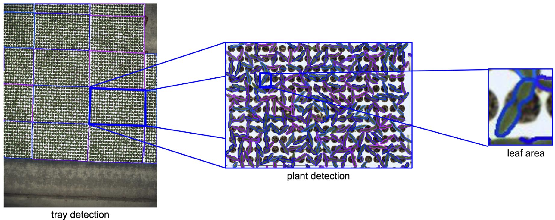 Plant detection